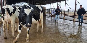 Los mejores ejemplares de la región están en el 7° Concurso de Vacas a Campo