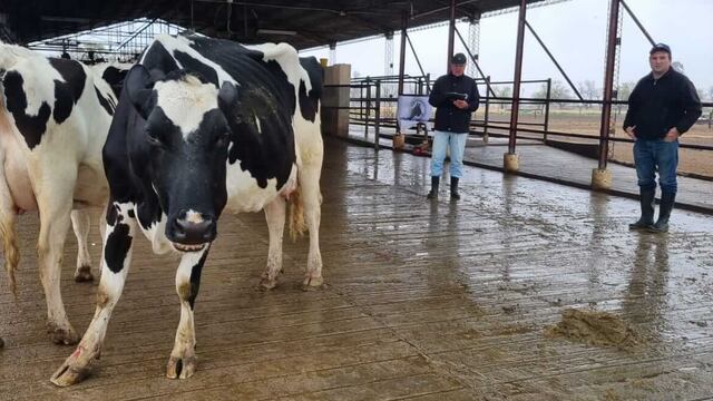 Los mejores ejemplares de la región están en el 7° Concurso de Vacas a Campo