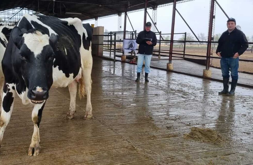 ExpoRural de Rafaela: ya comenzó el 7° Concurso de Vacas a Campo