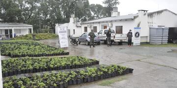 Los investigadores incautaron 10.728 plantas y plantines de “cannabis sativa”, más de 74 kilos de droga, semillas, vehículos, armas de fuego, dinero en efectivo, dispositivos electrónicos y elementos para la elaboración de estupefacientes.