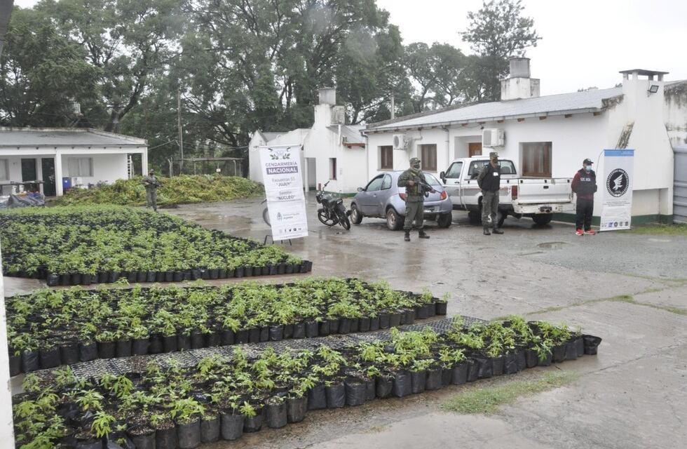 “Productores” jujeños explotaban plantación ilegal de marihuana en Salta