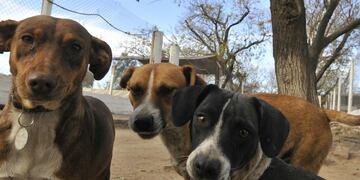 Las mascotas deben estar en ayuno de 12 horas de comida y 8 horas de agua.