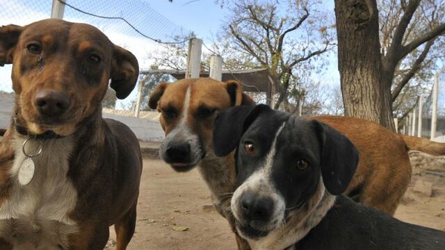 Las mascotas deben estar en ayuno de 12 horas de comida y 8 horas de agua.