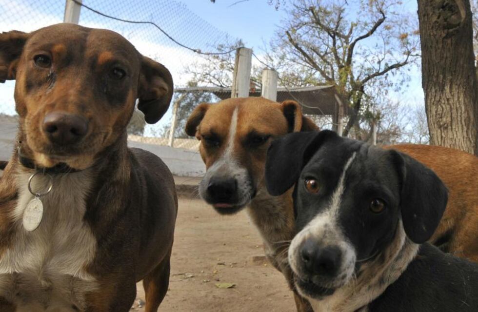 Campaña de castraciones en Soldini