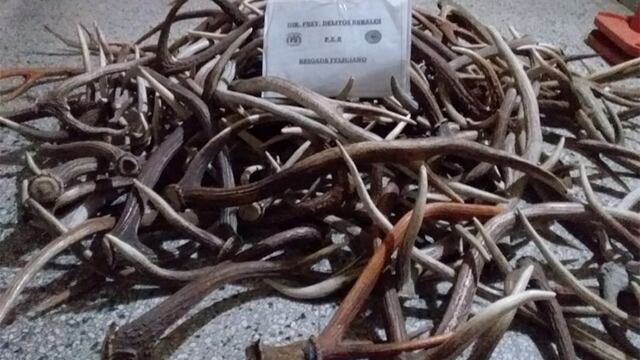 Incautaron 63 kilos de astas de ciervos en Feliciano