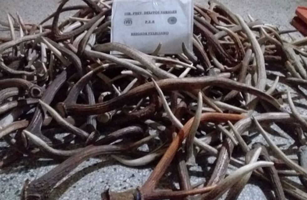 Feliciano: incautaron más de 60 kilos de astas de ciervos
