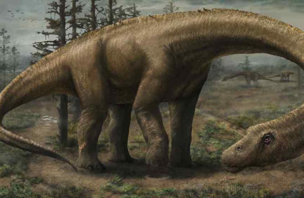 ¿Dinosaurios en Salta?: pobladores de Acambuco encontraron restos fósiles de gran tamaño