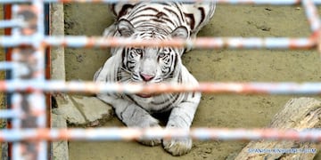 Intentaron robar la caja fuerte de un zoológico de Río Negro, la cual era custodiada por un tigre. (Imagen ilustrativa).