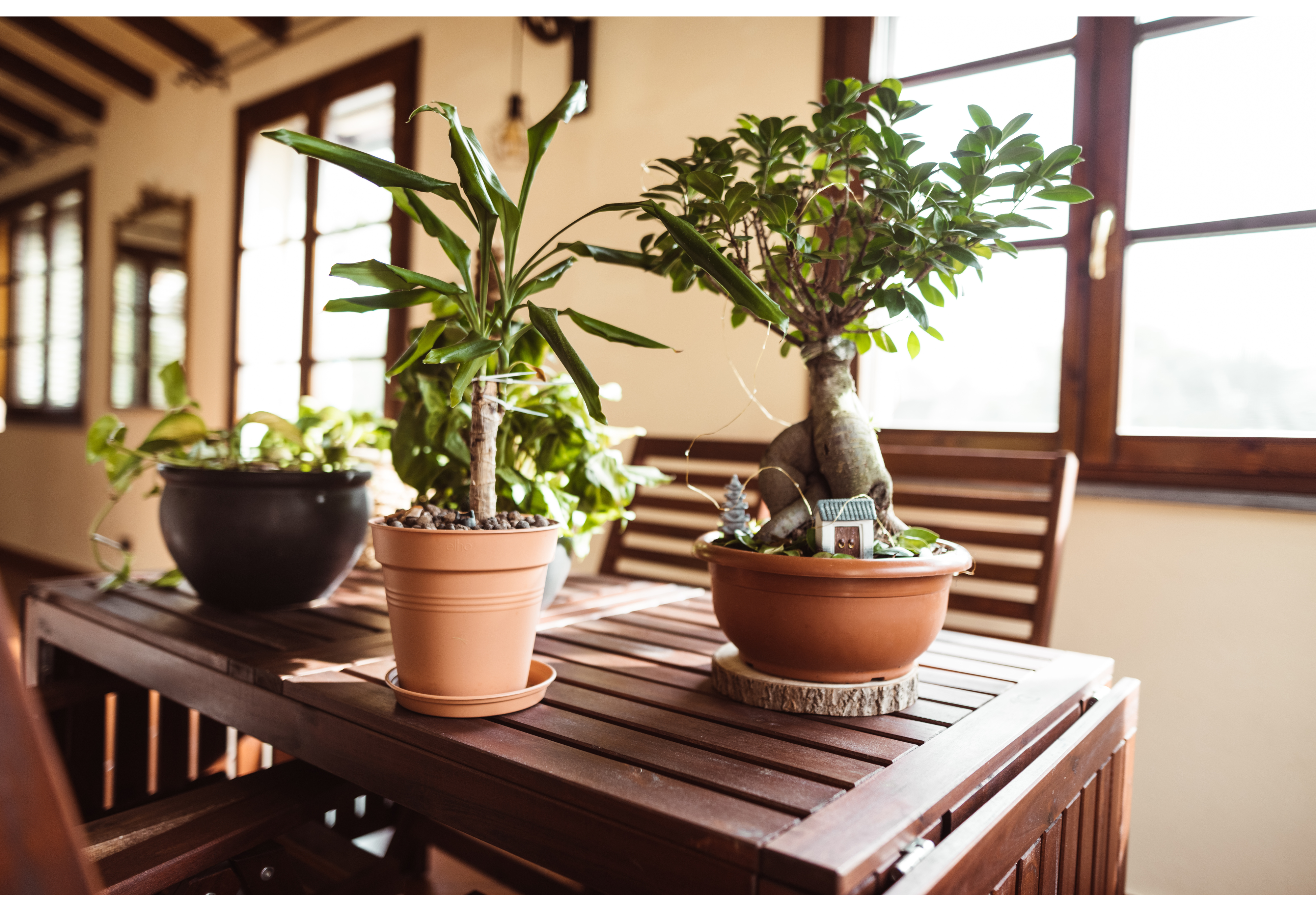 ¿Es bueno tener muchas plantas en casa?