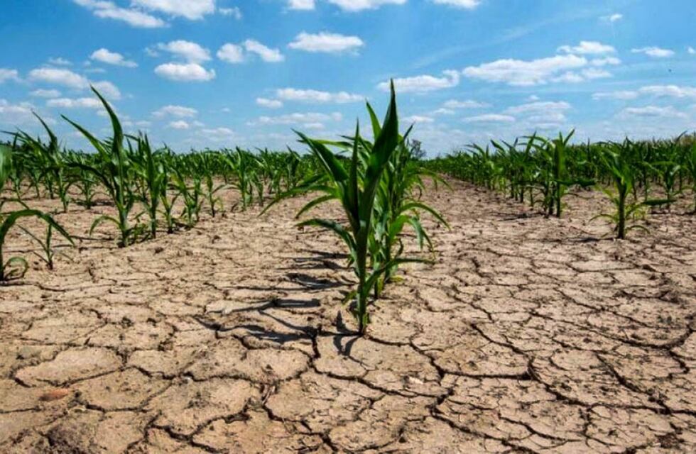 Hay que ganar kilos fuera del lote