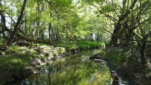 Escapada cerca de Buenos Aires: qué hacer en Capilla del Señor, el destino de ensueño que cautiva con su bosque encantado.
