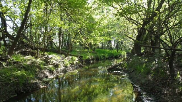 Escapada cerca de Buenos Aires: qué hacer en Capilla del Señor, el destino de ensueño que cautiva con su bosque encantado.