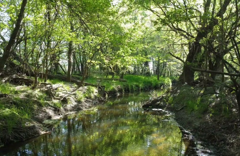 Escapada cerca de Buenos Aires: qué hacer en Capilla del Señor, el destino de ensueño que cautiva con su bosque encantado