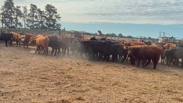Recuperaron 48 novillos y detuvieron a tres personas (Foto: Policía de Córdoba)