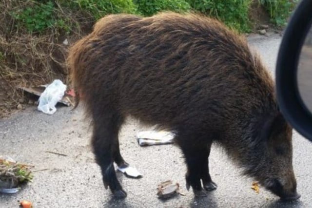 Tragedia en Santa Fe: fue a cazar, lo confundieron con un jabalí y lo mataron de un disparo