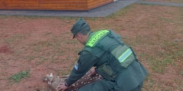 San Vicente: hallan malherido a un ciervo axis que lamentablemente falleció.