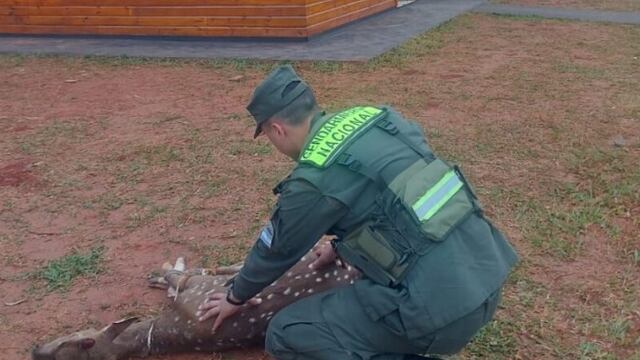 San Vicente: hallan malherido a un ciervo axis que lamentablemente falleció.
