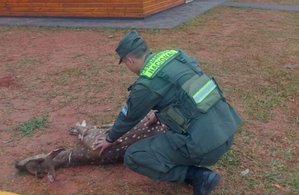 San Vicente: hallan malherido a un ciervo axis que lamentablemente falleció