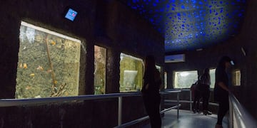 La municipalidad transformará al Acuario en un Centro para la Conservación de la Biodiversidad. Gentileza MCM