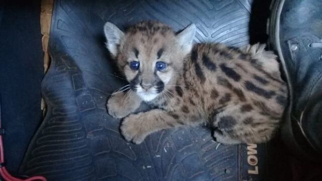 Incendios en Misiones: guardaparques hallaron a un cachorro de yaguareté en El Alcázar