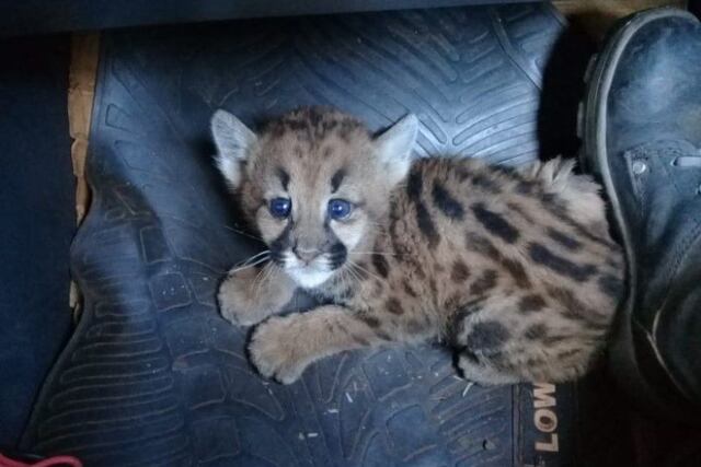 Incendios en Misiones: guardaparques hallaron a un cachorro de yaguareté en El Alcázar