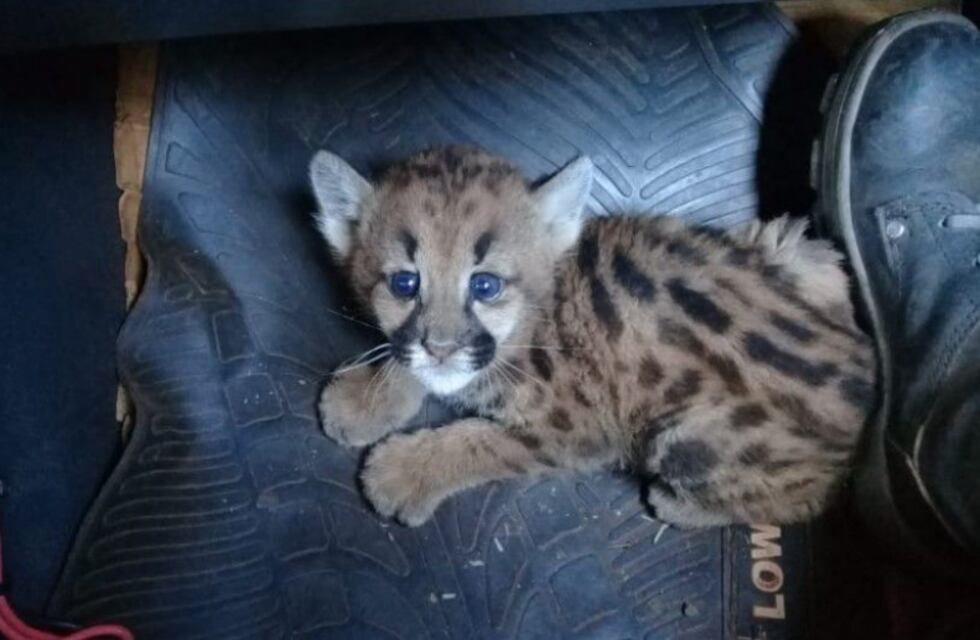 Incendios en Misiones: guardaparques hallaron a un cachorro de yaguareté en El Alcázar