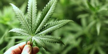 La doctora Yasmin Hurd, neurocientífica de Harvard, se refirió a los riesgos del consumo de cannabis.