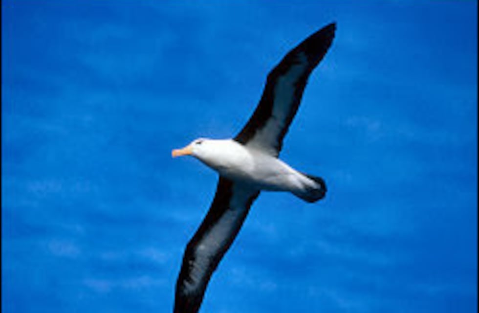 Presentarán la primera guía digital de especias fueguinas