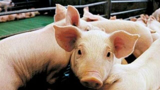 En lo que va del año hubo cinco brotes de triquinosis.