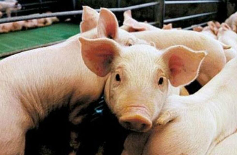 Triquinosis: se confirmaron 217 casos en unos veinte municipios bonaerenses en lo que va de 2023