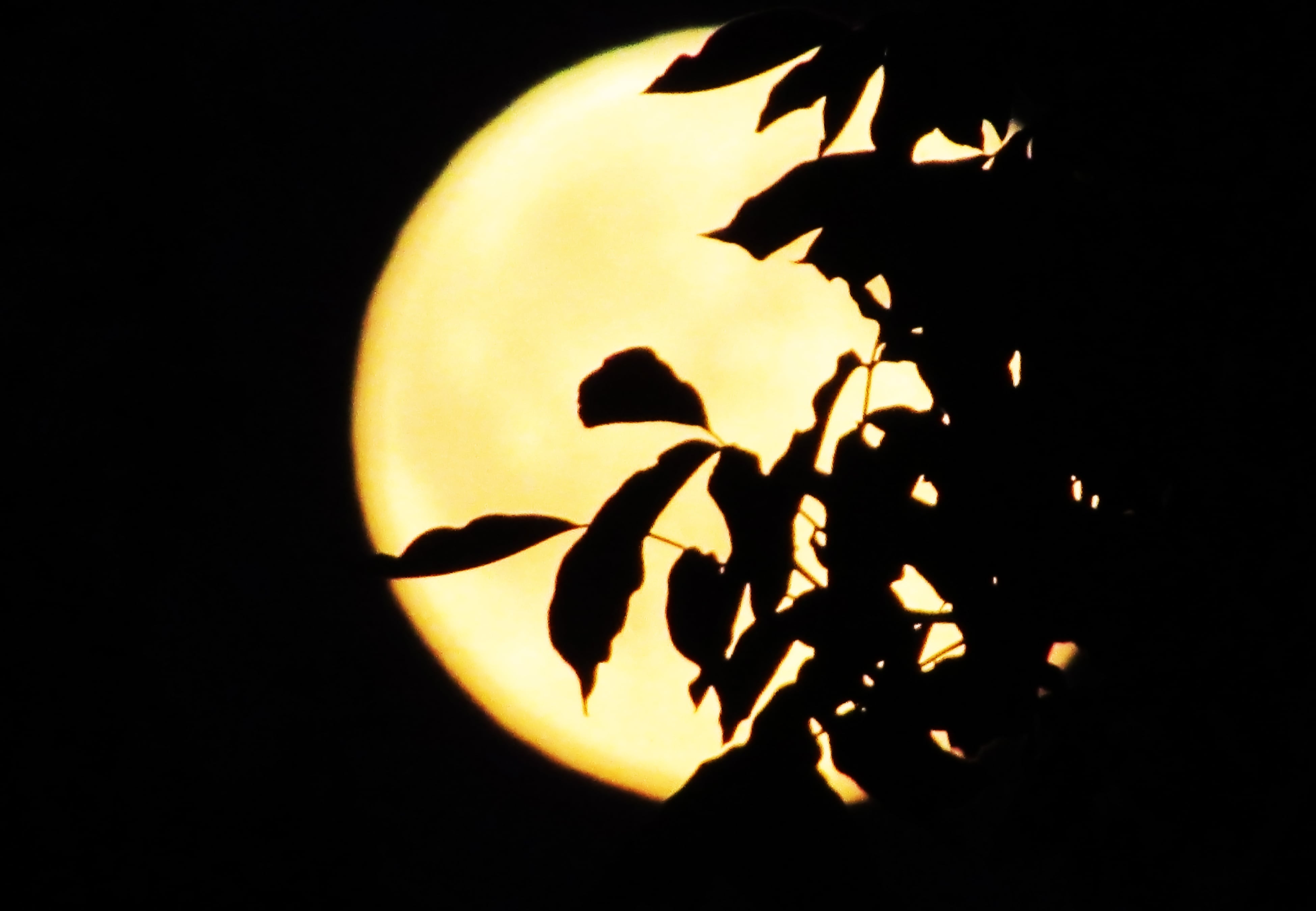 Cuándo es la Luna Negra 2025.