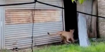 La hembra adulta no pudo evadir a la policía y se refugió en un depósito construido con chapas.