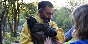 Yastay, el cóndor nacido en cautiverio en el interior cordobés. (Foto: Córdoba Interior Informa).