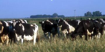 VACAS HOLANDO. Córdoba tiene el mayor stock del país, según la Ocla.