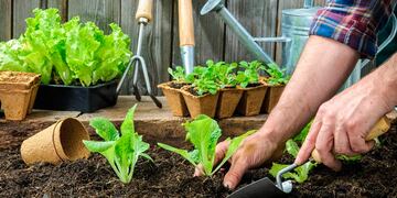 Huerta en casa- Cómo tener una cosecha exitosa.