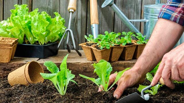 Huerta en casa- Cómo tener una cosecha exitosa.