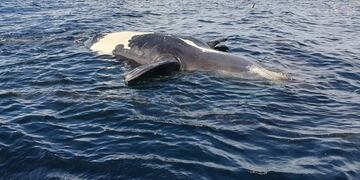 Ya registraron 9 ballenas muertas en Puerto Pirámides.