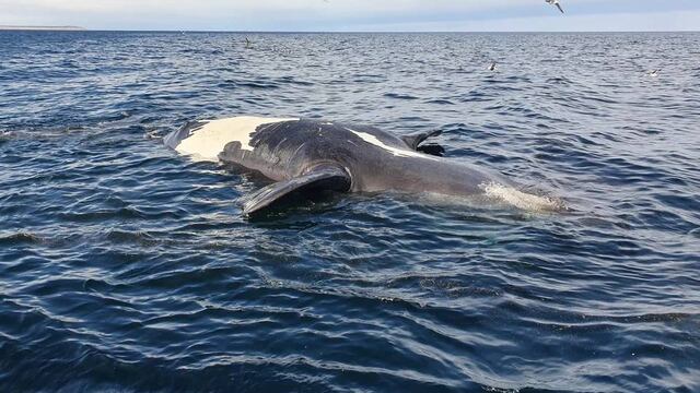 De momento hallaron a 30 ballenas muertas en la Península de Valdés.