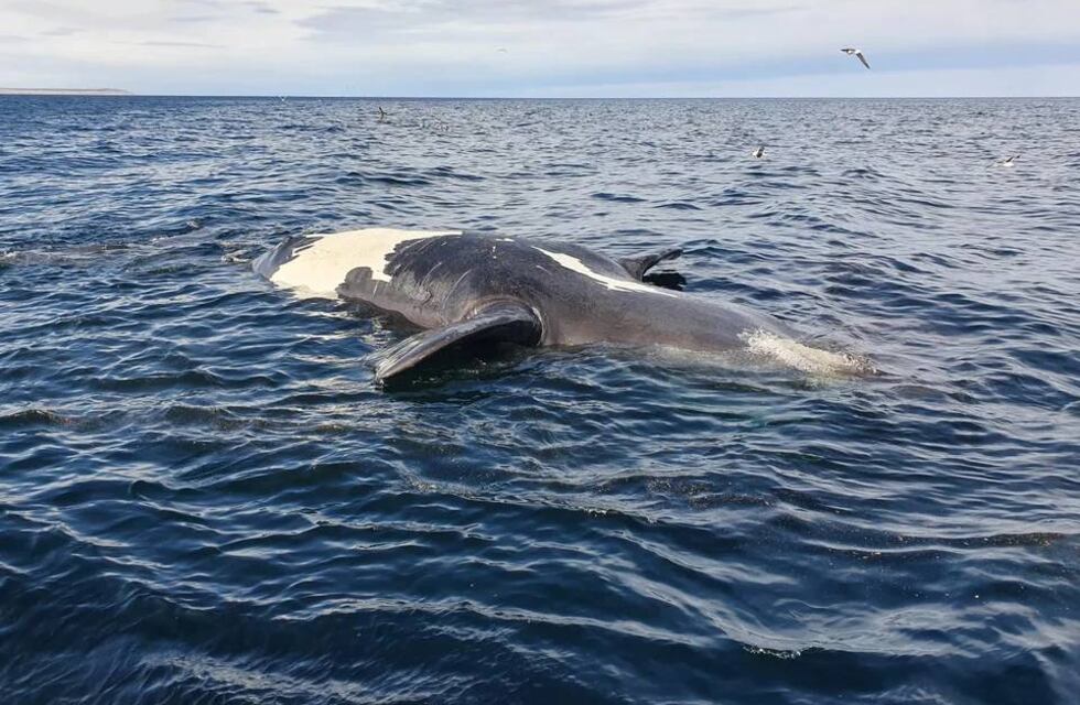 Preocupación en Chubut: ascendió a 9 el total de ballenas muertas en Puerto Pirámides