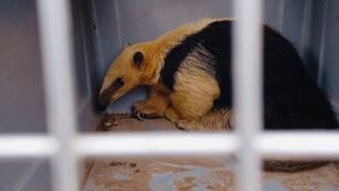 Un oso melero fue rescatado en Charbonier y se encuentra en buen estado