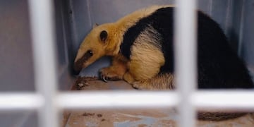 Un oso melero fue rescatado en Charbonier y se encuentra en buen estado