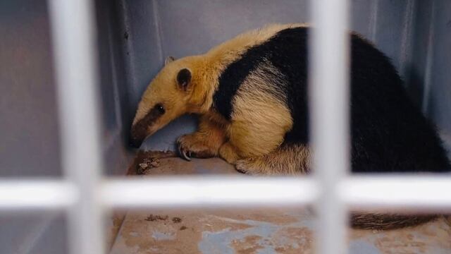 Un oso melero fue rescatado en Charbonier y se encuentra en buen estado