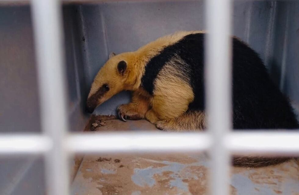 Un oso melero fue rescatado en Charbonier y se encuentra en buen estado