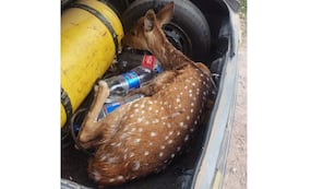 Encontraron un guazuncho en Rafaela