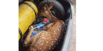 Encontraron un guazuncho en Rafaela
