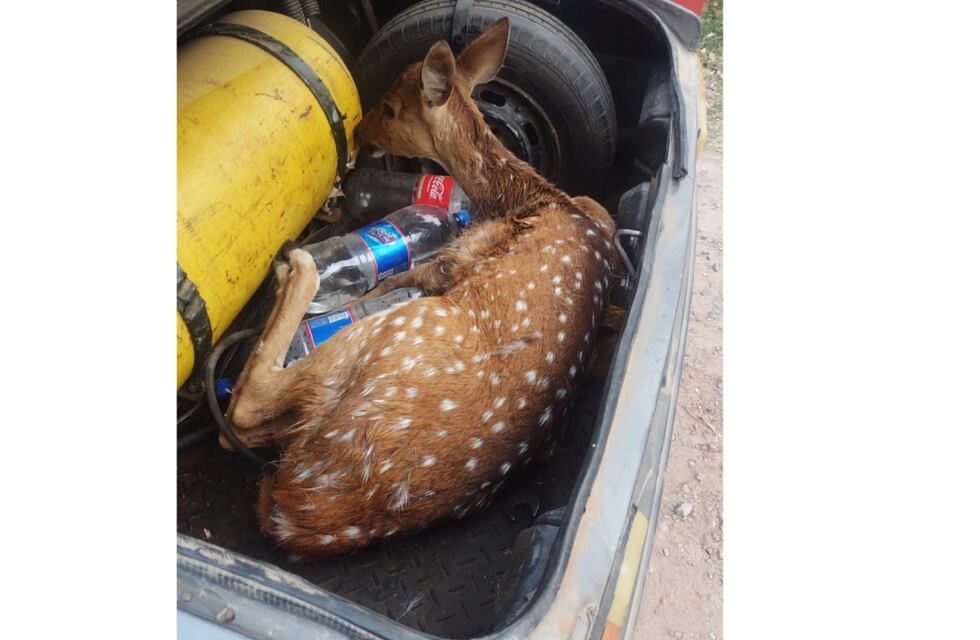 Rescataron a un guazuncho en Rafaela