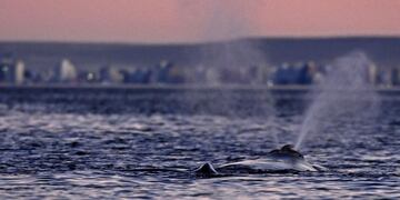 Las ballenas frente al atardecer en Puerto Madryn.