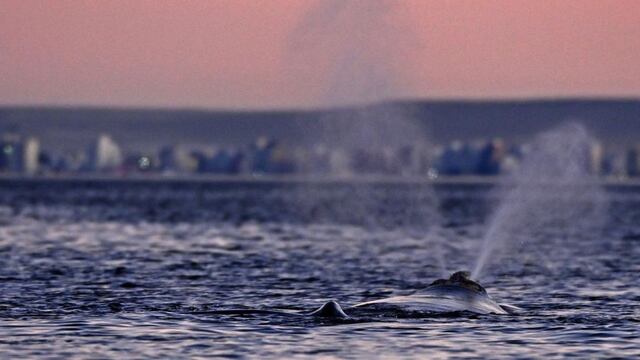 Las ballenas frente al atardecer en Puerto Madryn.