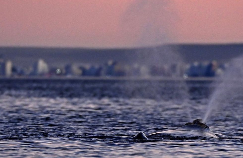 La postal perfecta: el increíble video de ballenas nadando frente al atardecer en Puerto Madryn