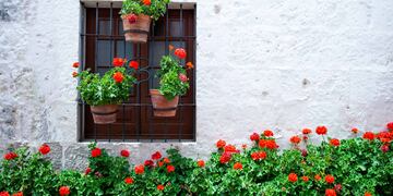 Tips de Grimoldi para cuidar nuestro jardín, de norte a sur.